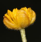 pryskyřník mnohotvárný <i>(Ranunculus fallax)</i> / Květ/Květenství