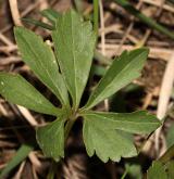 pryskyřník mnohotvárný <i>(Ranunculus fallax)</i> / List