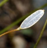 osívka jarní <i>(Erophila verna)</i> / Plod