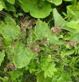 lopuch  <i>(Arctium ×cimbricum)</i> / Habitus