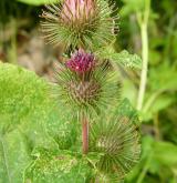 lopuch  <i>(Arctium ×cimbricum)</i> / Květ/Květenství