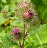 lopuch  <i>(Arctium ×cimbricum)</i> / Květ/Květenství