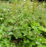 lopuch  <i>(Arctium ×cimbricum)</i> / Habitus