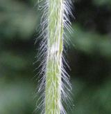 sveřep větevnatý <i>(Bromus ramosus)</i>