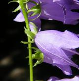 zvonek řepkovitý <i>(Campanula rapunculoides)</i> / Květ/Květenství
