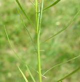 zvonek okrouhlolistý <i>(Campanula rotundifolia)</i> / Stonek