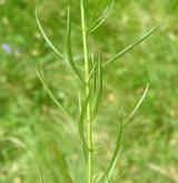 zvonek okrouhlolistý <i>(Campanula rotundifolia)</i> / List
