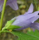 zvonek kopřivolistý <i>(Campanula trachelium)</i> / Květ/Květenství