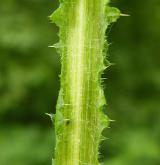 bodlák kadeřavý  <i>(Carduus crispus)</i> / Stonek