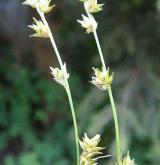 ostřice mnoholistá <i>(Carex leersiana)</i> / Habitus