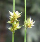 ostřice mnoholistá <i>(Carex leersiana)</i> / Květ/Květenství