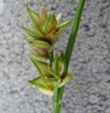 ostřice mnoholistá <i>(Carex leersiana)</i> / Květ/Květenství