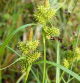 ostřice pozdní <i>(Carex viridula)</i> / Plod