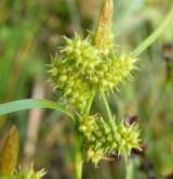 ostřice pozdní <i>(Carex viridula)</i> / Plod