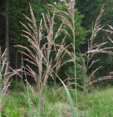 třtina pobřežní <i>(Calamagrostis pseudophragmites)</i> / Květ/Květenství