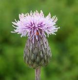 pcháč oset <i>(Cirsium arvense)</i> / Květ/Květenství