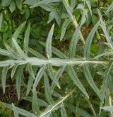 pcháč bělohlavý <i>(Cirsium eriophorum)</i> / List