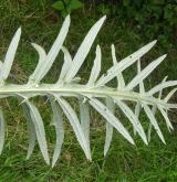 pcháč bělohlavý <i>(Cirsium eriophorum)</i>