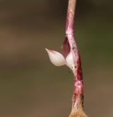 česnek kulovitý <i>(Allium rotundum)</i> / Zásobní orgán/orgán klonálního růstu