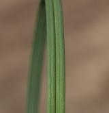 česnek kulovitý <i>(Allium rotundum)</i> / List