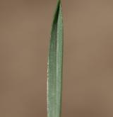 česnek kulovitý <i>(Allium rotundum)</i> / List