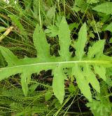 pcháč zelinný  <i>(Cirsium oleraceum)</i> / List