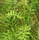 pcháč zelinný  <i>(Cirsium oleraceum)</i> / Habitus