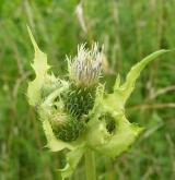 pcháč zelinný  <i>(Cirsium oleraceum)</i> / Habitus