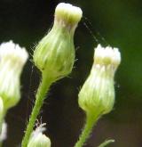 turanka kanadská <i>(Conyza canadensis)</i> / Květ/Květenství