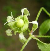 nadmutice bobulnatá  <i>(Cucubalus baccifer)</i> / Květ/Květenství
