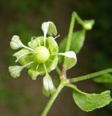 nadmutice bobulnatá  <i>(Cucubalus baccifer)</i> / Květ/Květenství