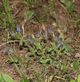 rozrazil rozprostřený <i>(Veronica prostrata)</i> / Habitus