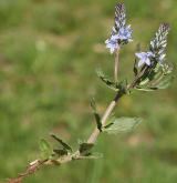 rozrazil rozprostřený <i>(Veronica prostrata)</i> / Habitus