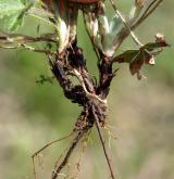 mochna sedmilistá <i>(Potentilla heptaphylla)</i> / Zásobní orgán/orgán klonálního růstu