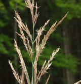 třtina pobřežní <i>(Calamagrostis pseudophragmites)</i> / Květ/Květenství