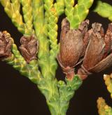 zerav západní <i>(Thuja occidentalis)</i> / Plod