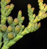 zerav západní <i>(Thuja occidentalis)</i> / Květ/Květenství