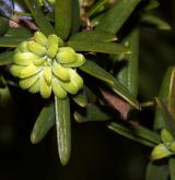 jedlovec kanadský <i>(Tsuga canadensis)</i> / List
