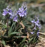 rozrazil rozprostřený <i>(Veronica prostrata)</i> / Habitus