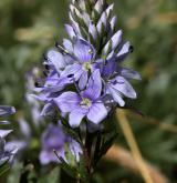 rozrazil rozprostřený <i>(Veronica prostrata)</i> / Květ/Květenství