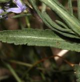 rozrazil rozprostřený <i>(Veronica prostrata)</i> / List