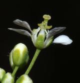 vesnovka obecná <i>(Cardaria draba)</i> / Květ/Květenství