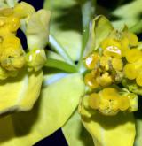pryšec mnohobarvý <i>(Euphorbia epithymoides)</i> / Květ/Květenství