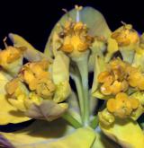 pryšec mnohobarvý <i>(Euphorbia epithymoides)</i>