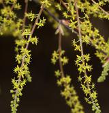 javor žumenolistý <i>(Acer cissifolium)</i> / Květ/Květenství