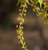 javor žumenolistý <i>(Acer cissifolium)</i> / Květ/Květenství
