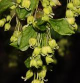 javor francouzský <i>(Acer monspessulanum)</i> / Květ/Květenství