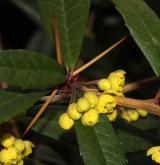 dřišťál zahnutý <i>(Berberis replicata)</i> / Květ/Květenství