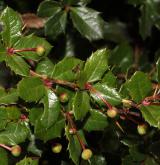 dřišťál bristolský <i>(Berberis ×bristolensis)</i> / List