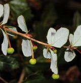 dřišťál bristolský <i>(Berberis ×bristolensis)</i> / List